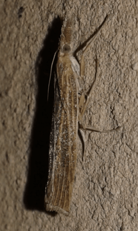 Crambidae : Pediasia luteella?